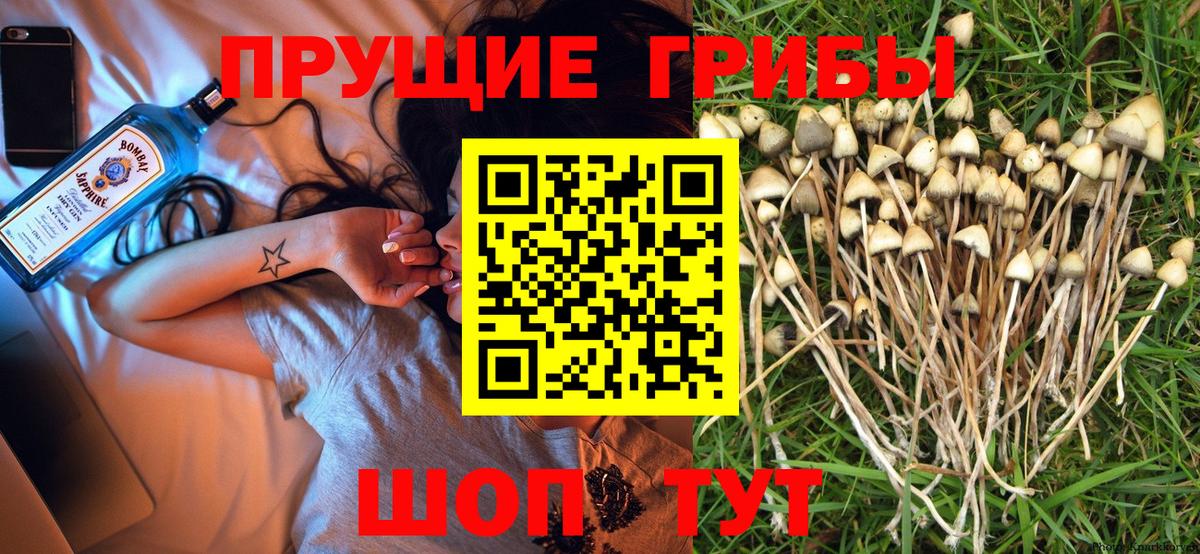 Псилоцибиновые грибы Psilocybe  Вход с VPN  Псилоцибиновые грибы GOLDEN TEACHER  Заринск 
